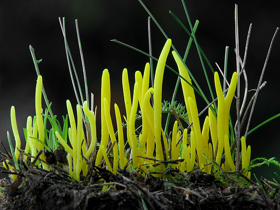 pakonárovka Clavulinopsis sp.