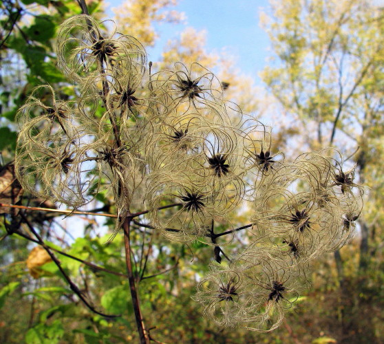 plamienok plotný Clematis vitalba L.