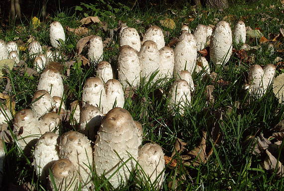 hnojník obyčajný Coprinus comatus (O.F. Müll.) Pers.