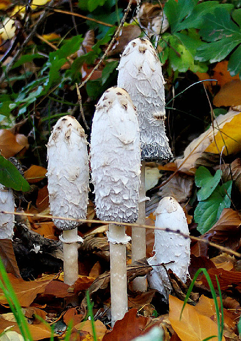 hnojník obyčajný Coprinus comatus (O.F. Müll.) Pers.