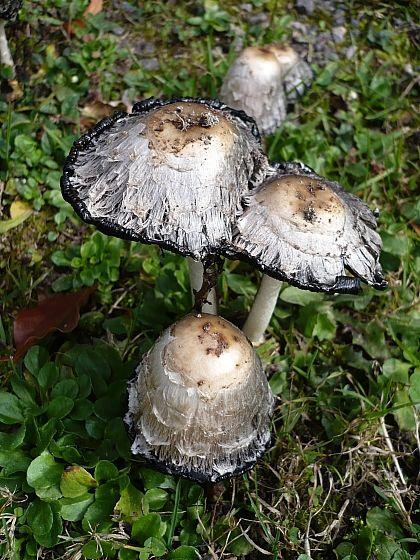 hnojník obyčajný Coprinus comatus (O.F. Müll.) Pers.