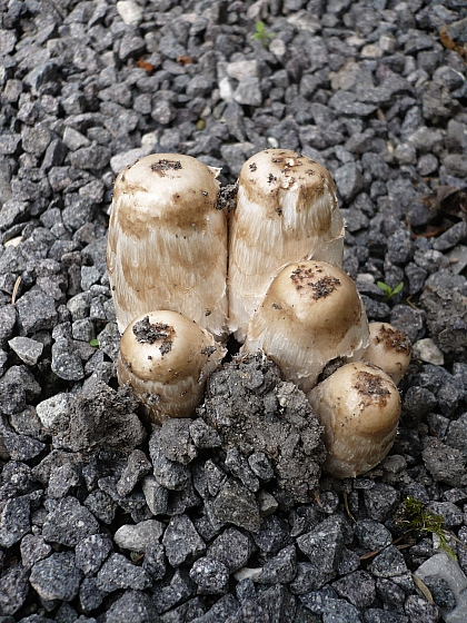 hnojník obyčajný Coprinus comatus (O.F. Müll.) Pers.