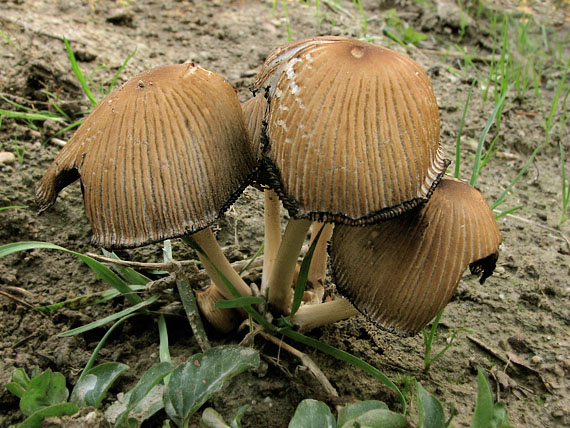 hnojník Coprinus sp.