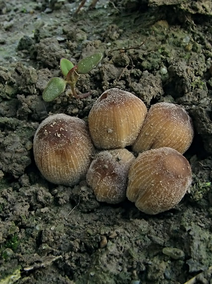 hnojník Coprinus sp.