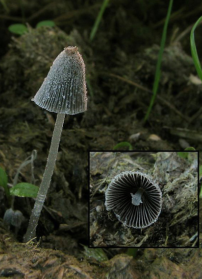 hnojník Coprinus sp.