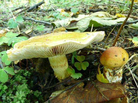 pavučinec vítězný - Pavučinovec slamovožltý Cortinarius triumphans  Fr.