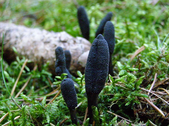 žezlovka srnková - Housenice cizopasná Elaphocordyceps ophioglossoides (Ehrh.) G. H. Sung, J. M. sung, Hywel - Jones, Spatafora