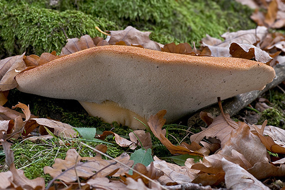 pečeňovec dubový Fistulina hepatica (Schaeff.) With.