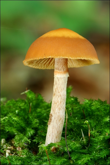 kapucňovka  Galerina sp.