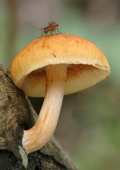 šupinovec Gymnopilus sp.