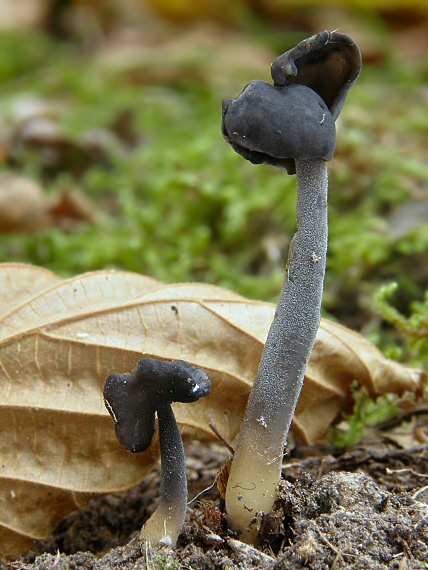 chriapač čierny Helvella atra J. König