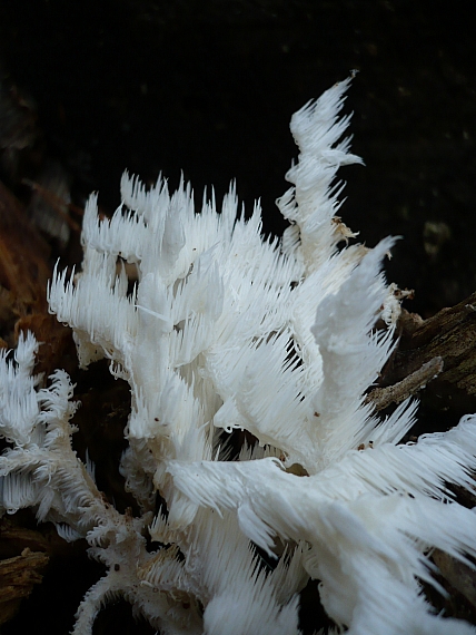 koralovec bukový Hericium coralloides (Scop.) Pers.