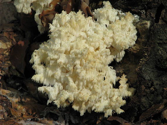 koralovec bukový Hericium coralloides (Scop.) Pers.