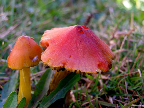 lúčnica kužeľovitá Hygrocybe conica (Schaeff.:Fr.) P. Kumm.