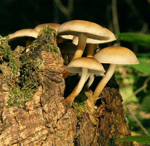 strapcovka maková Hypholoma capnoides (Fr.) P. Kumm.