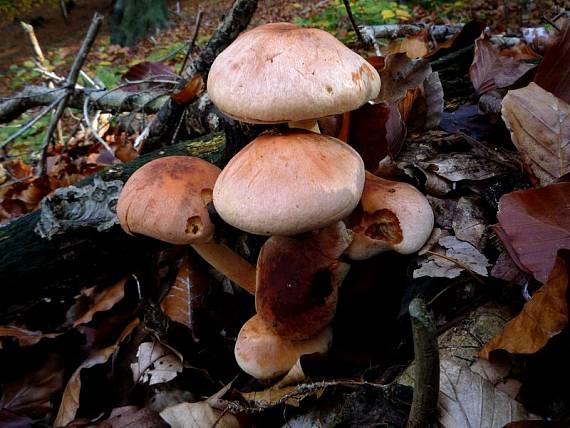 strapcovka tehlovočervená Hypholoma lateritium (Schaeff.) P. Kumm.