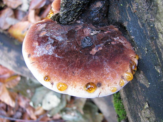 smolokôrka buková Ischnoderma resinosum (Schrad.) P. Karst.