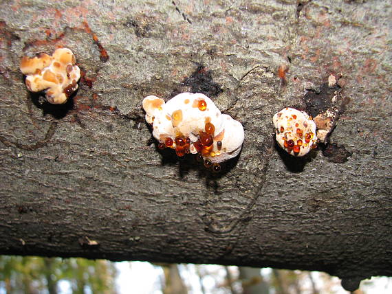 smolokôrka buková Ischnoderma resinosum (Schrad.) P. Karst.