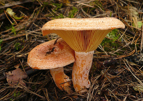 rýdzik pravý Lactarius deliciosus (L.) Gray