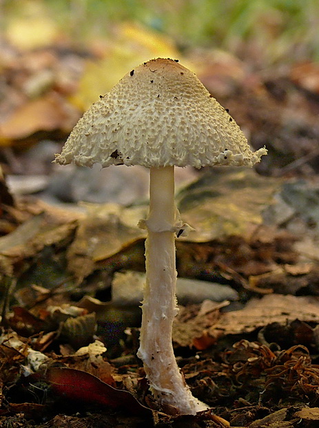 bedlička vlnatá Lepiota clypeolaria (Bull.) P. Kumm.