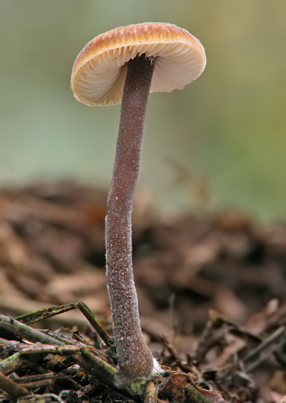 smeťovček uhorkový Macrocystidia cucumis (Pers.) Joss.