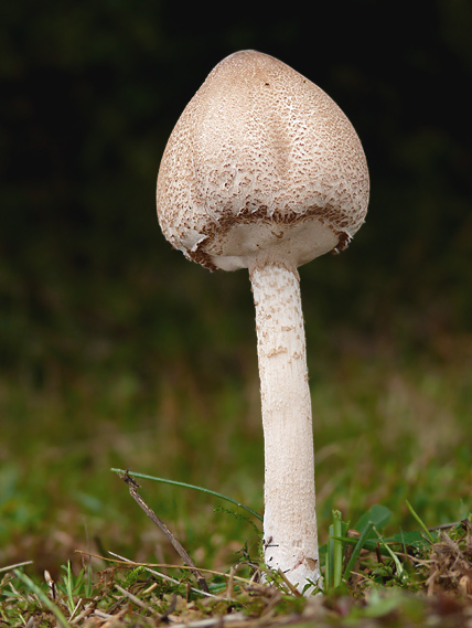 bedľa štíhla Macrolepiota mastoidea (Fr.) Singer