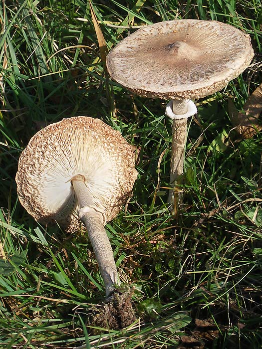 bedľa štíhla  Macrolepiota mastoidea (Fr.) Singer