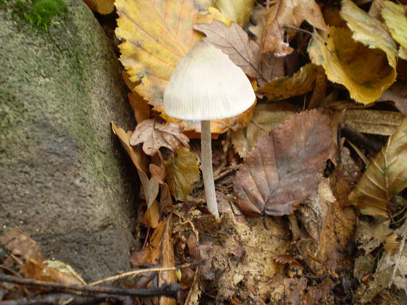 prilbička /aká/ ? Mycena sp.