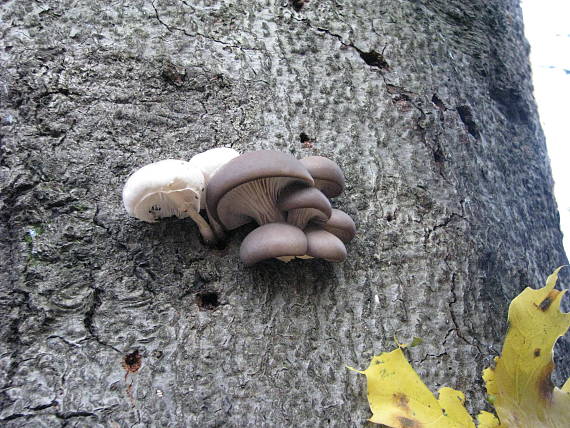 hliva ustricovitá+sliznačka obyčajná Pleurotus ostreatus+Oudemansiela mucida