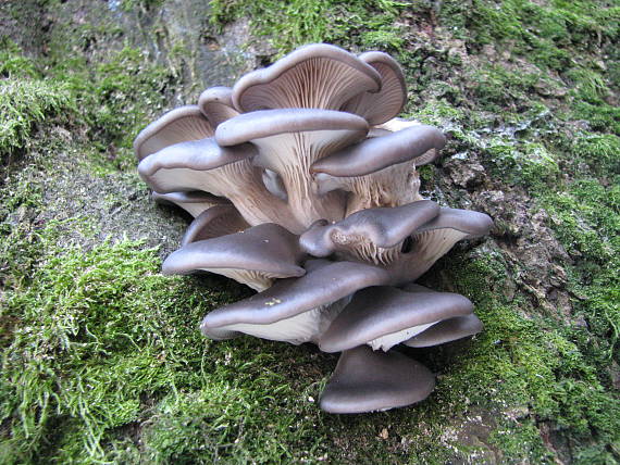 hliva ustricovitá Pleurotus ostreatus (Jacq.) P. Kumm.