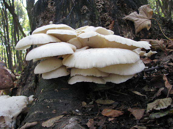 hliva buková Pleurotus pulmonarius (Fr.) Quél.