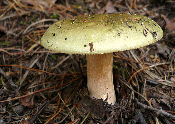 plávka Russula sp.