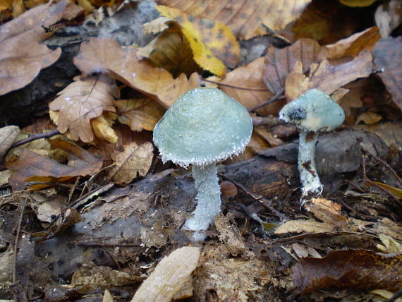 golierovka zelenkastá Stropharia aeruginosa (Curtis) Quél.