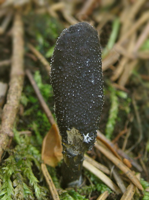 žezlovka srnková Tolypocladium ophioglossoides (J.F. Gmel.) Quandt, Kepler & Spatafora