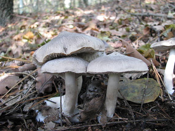 čírovka zemná Tricholoma terreum (Schaeff.) P. Kumm.