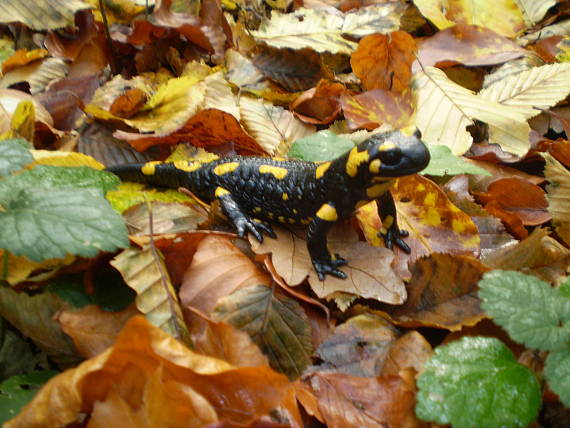 salamandra škvrnitá