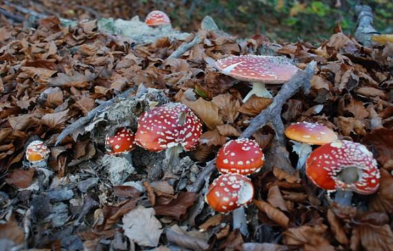 amanita s Familly Amanita muscaria (L.) Lam.