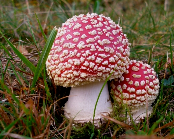 muchotrávka červená  Amanita muscaria (L.) Lam.