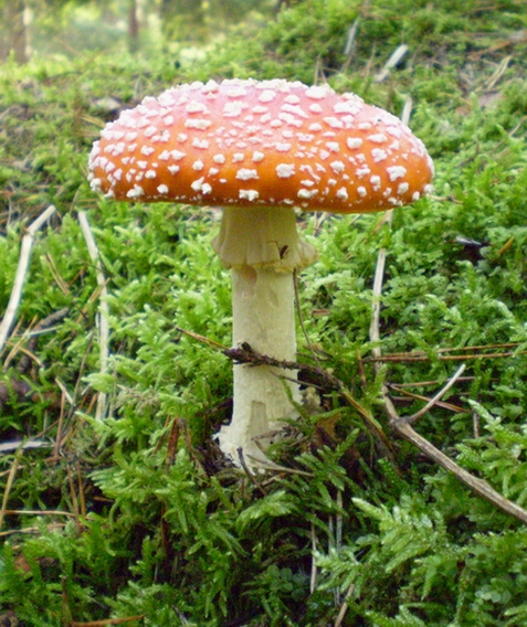 muchotrávka červená Amanita muscaria (L.) Lam.