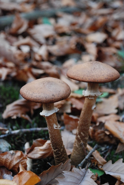 podpňovka Armillaria sp.