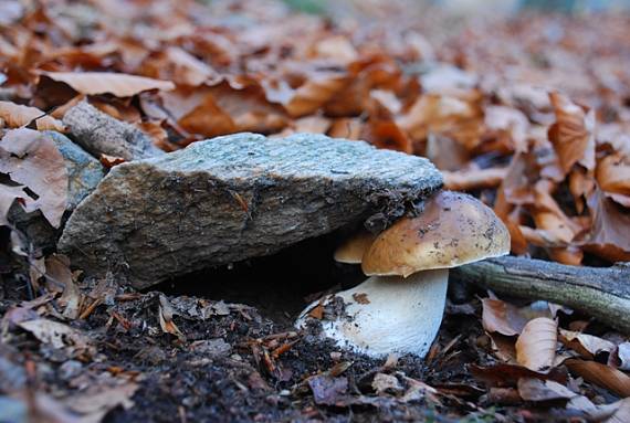 siláčisko Boletus edilus