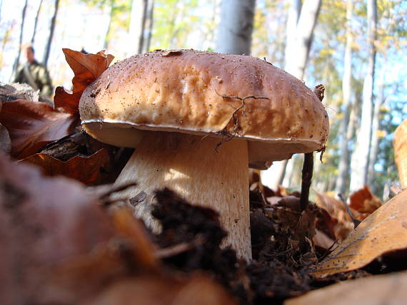 hríb smrekový Boletus edulis Bull.