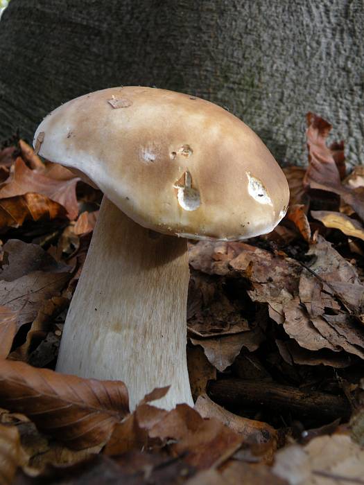 hríb smrekový Boletus edulis Bull.