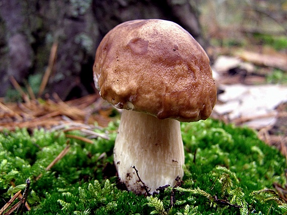 hríb smrekový Boletus edulis Bull.