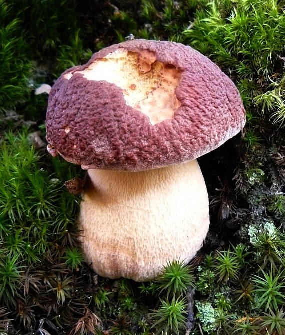 hríb sosnový Boletus pinophilus Pil. et Dermek in Pil.