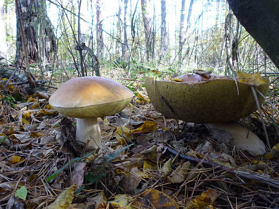 hríb dubový Boletus reticulatus Schaeff.