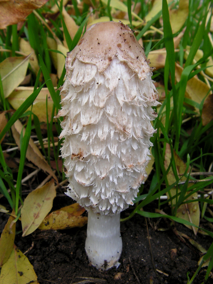 hnojník obyčajný Coprinus comatus (O.F. Müll.) Pers.