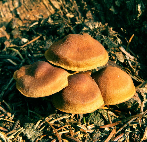 pavučinovec Cortinarius sp.