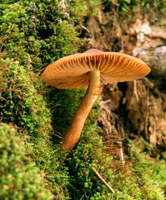 pavučinovec Cortinarius sp.