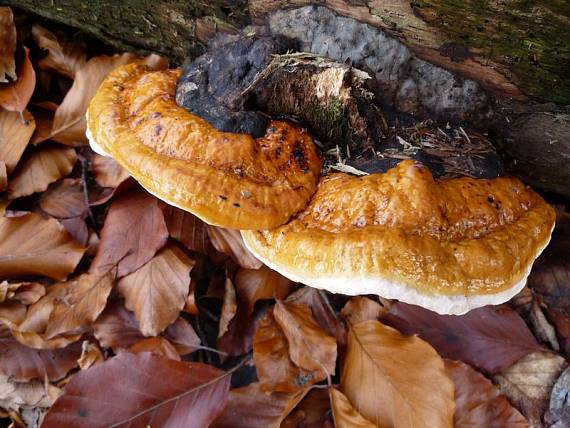 práchnovček pásikavý  Fomitopsis pinicola (Sw.) P. Karst.